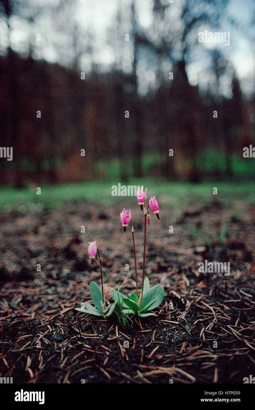 Wild flowers after forest fire High Resolution Stock Photography and