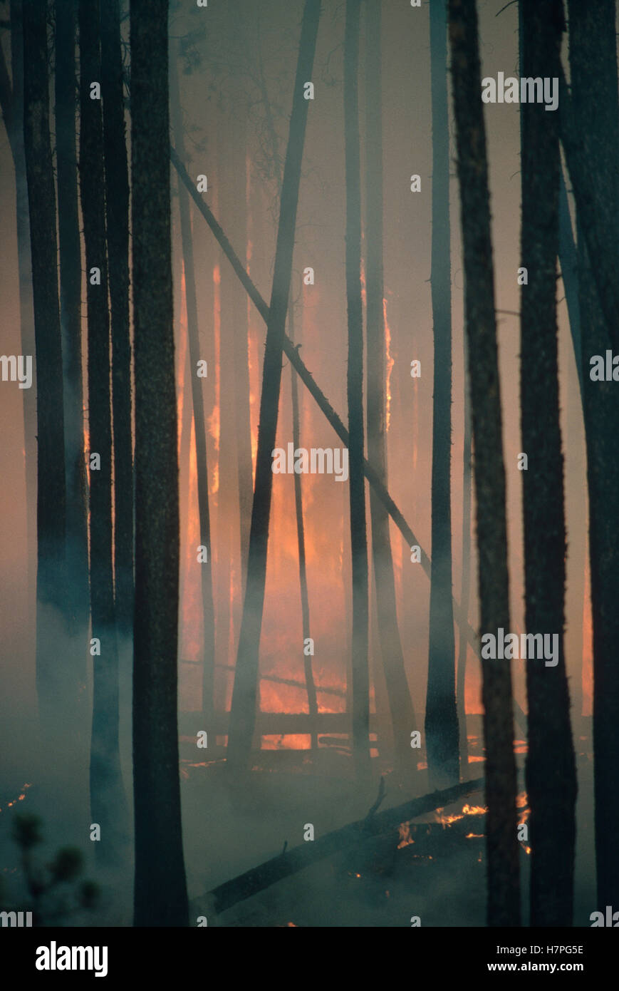 Yellowstone fire, burning Lodgepole pine forest, Yellowstone National