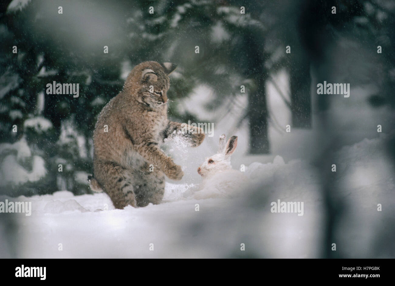 Bobcat (Lynx rufus) hunting a Snowshoe Hare (Lepus americanus) in the