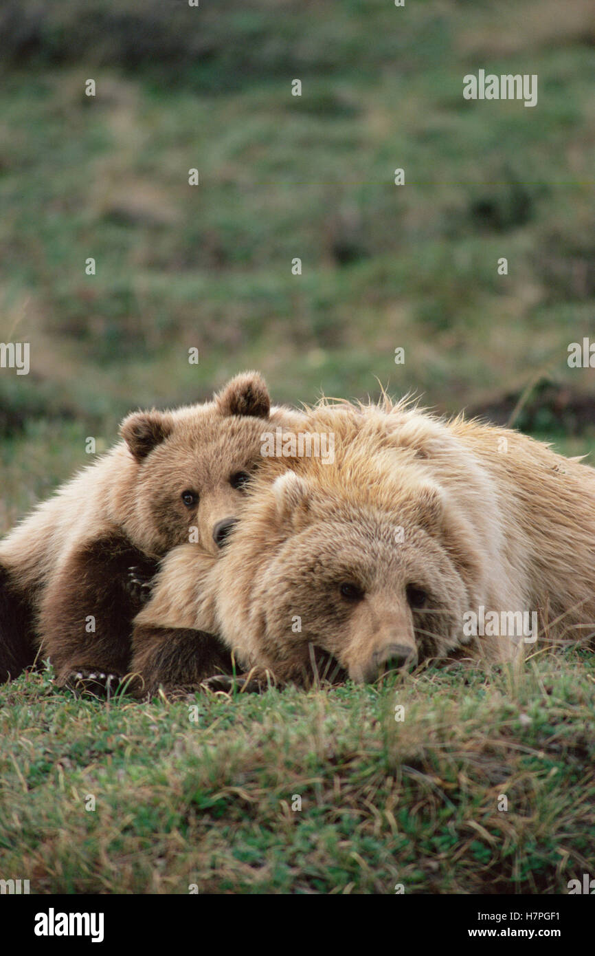 Grizzly Bear (Ursus arctos horribilis) mother and cub resting, Denali ...