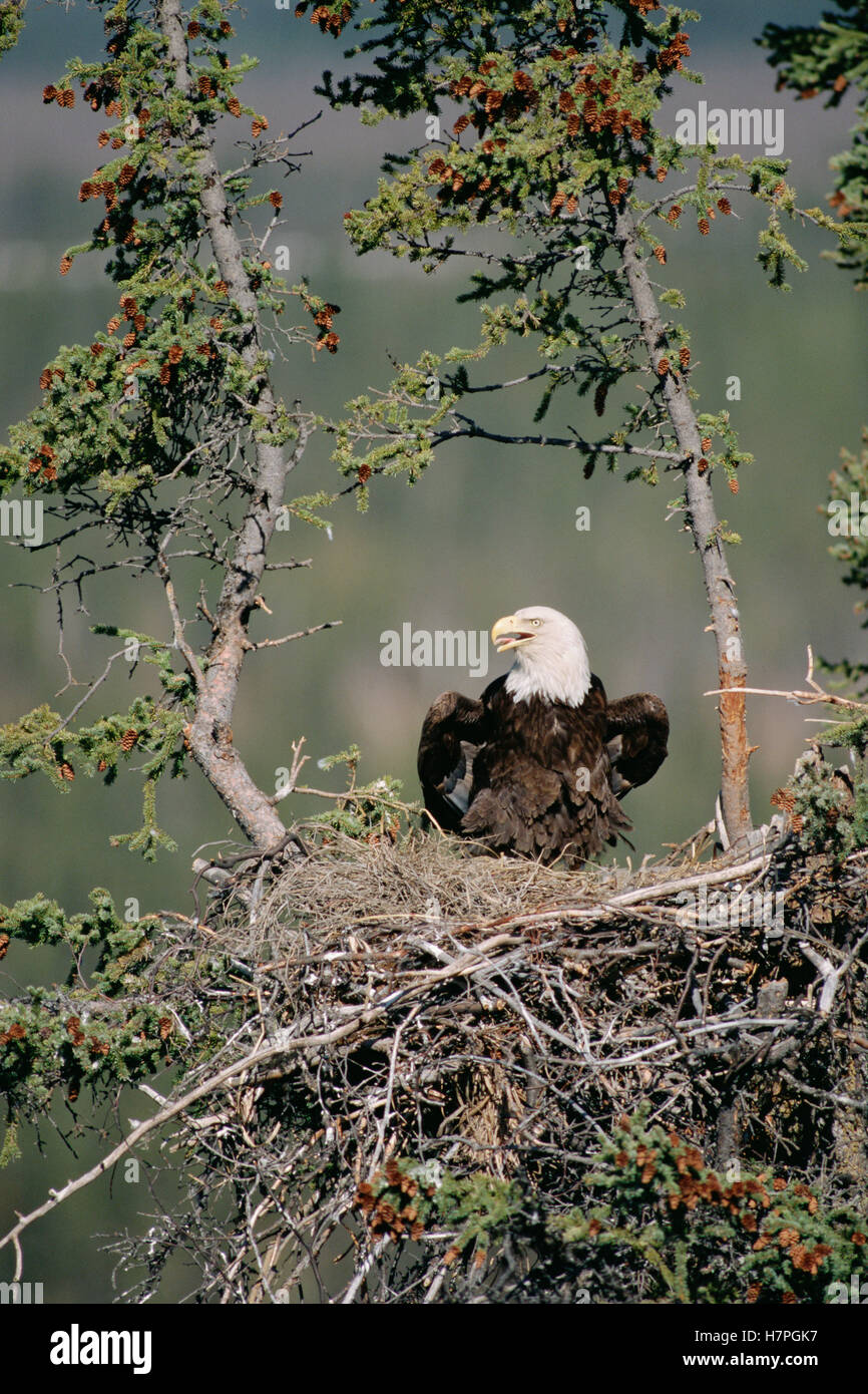 Bald Eagle (Haliaeetus leucocephalus) calling on nest, Alaska Stock