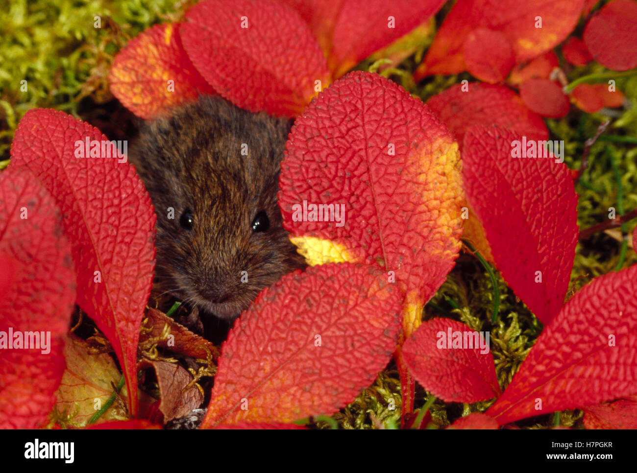 Tundra Vole (Microtus oeconomus) hiding in autumn colored Bearberry ...