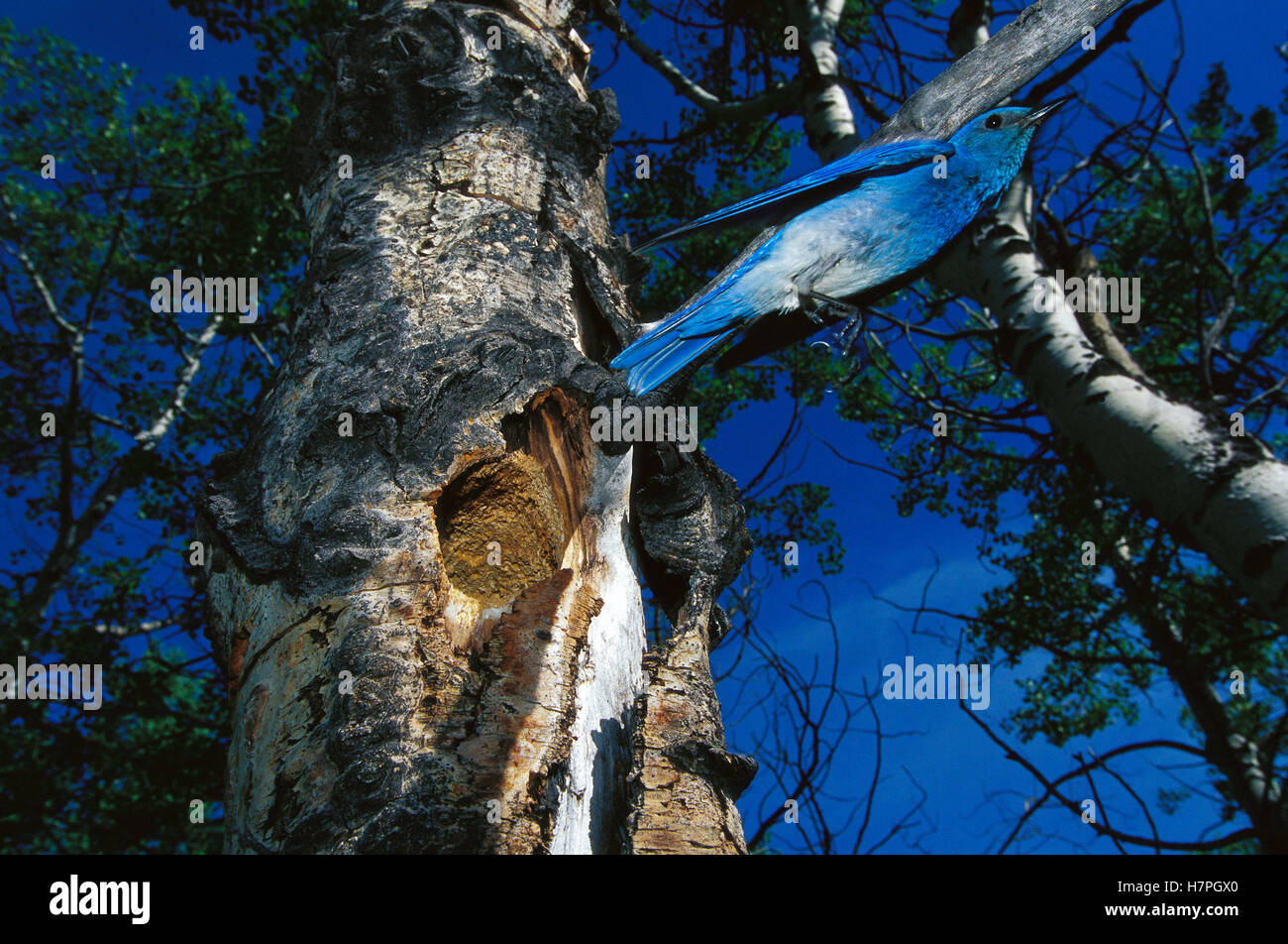 Mountain Bluebird (Sialia currucoides) flying out of abandoned northern