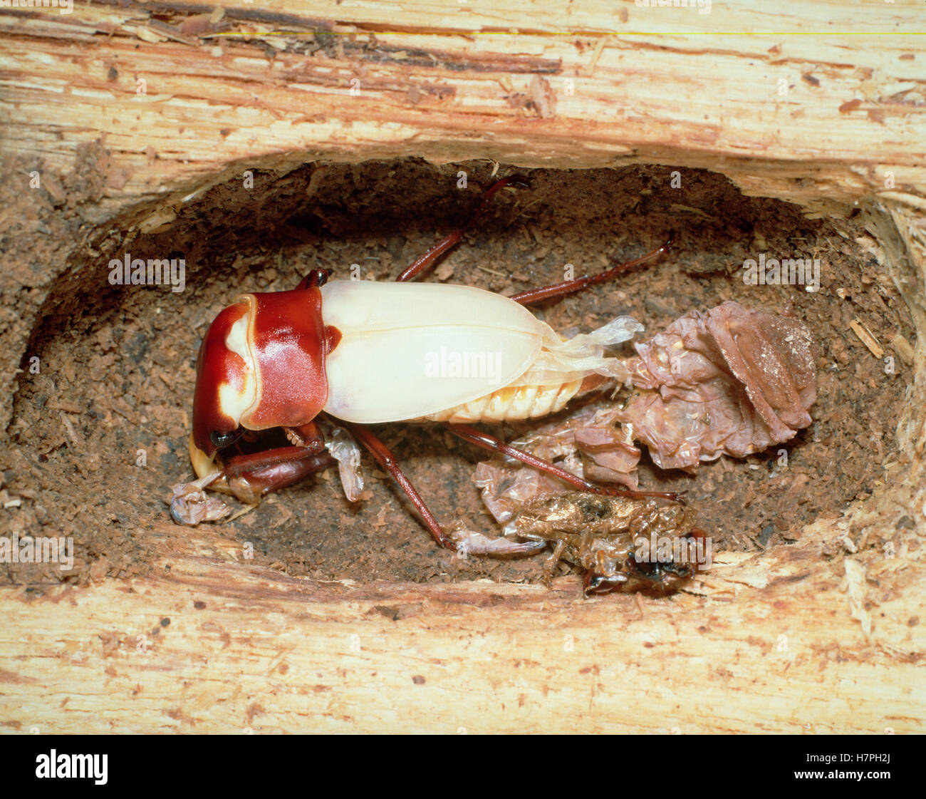 Saw Stag Beetle (Prosopocoilus inclinatus) molting at burrow in log