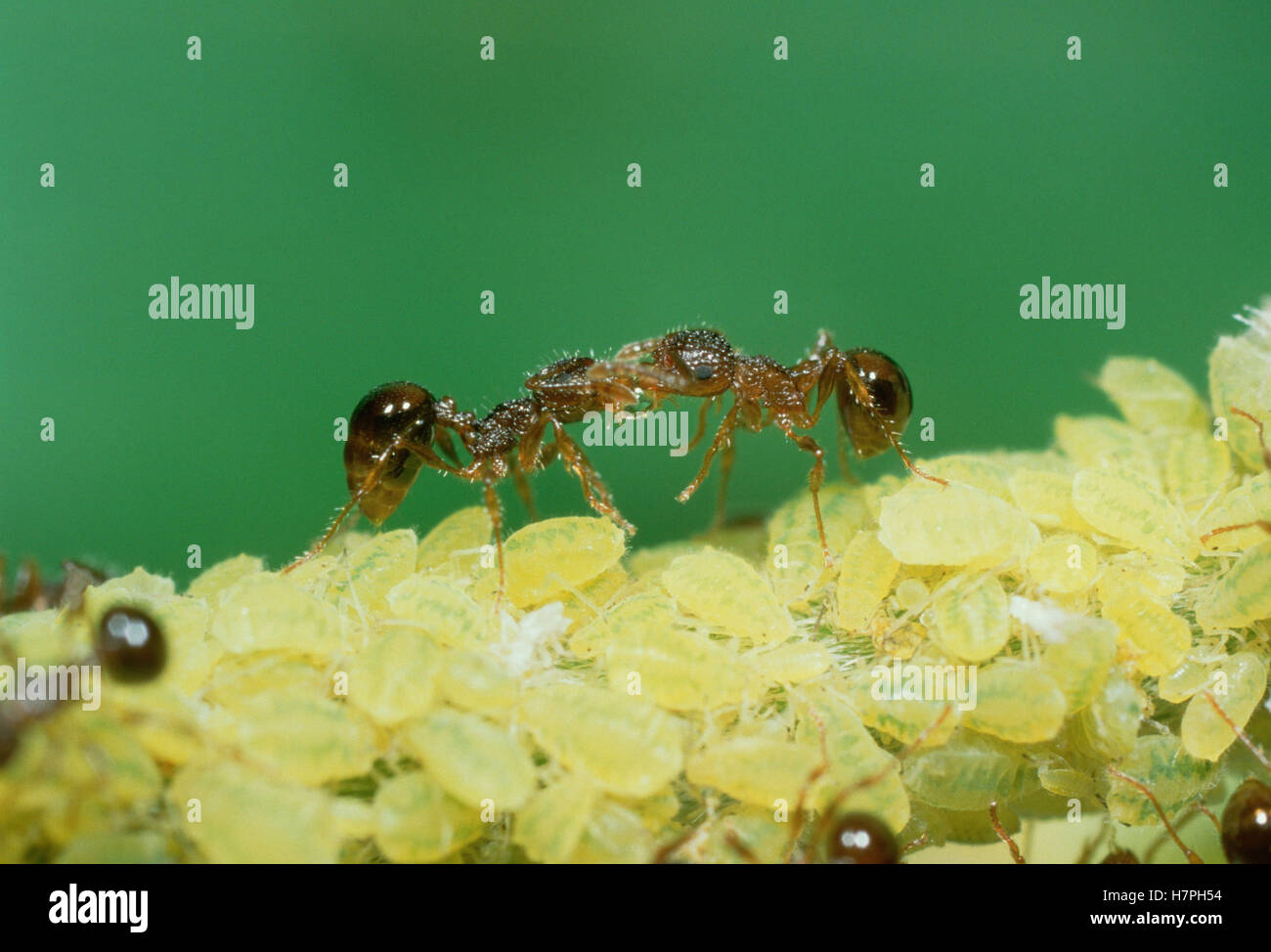 Primemantes Insect Ant (Pristomyrmex pungens) pair interacting among larvae, Shiga, Japan ...