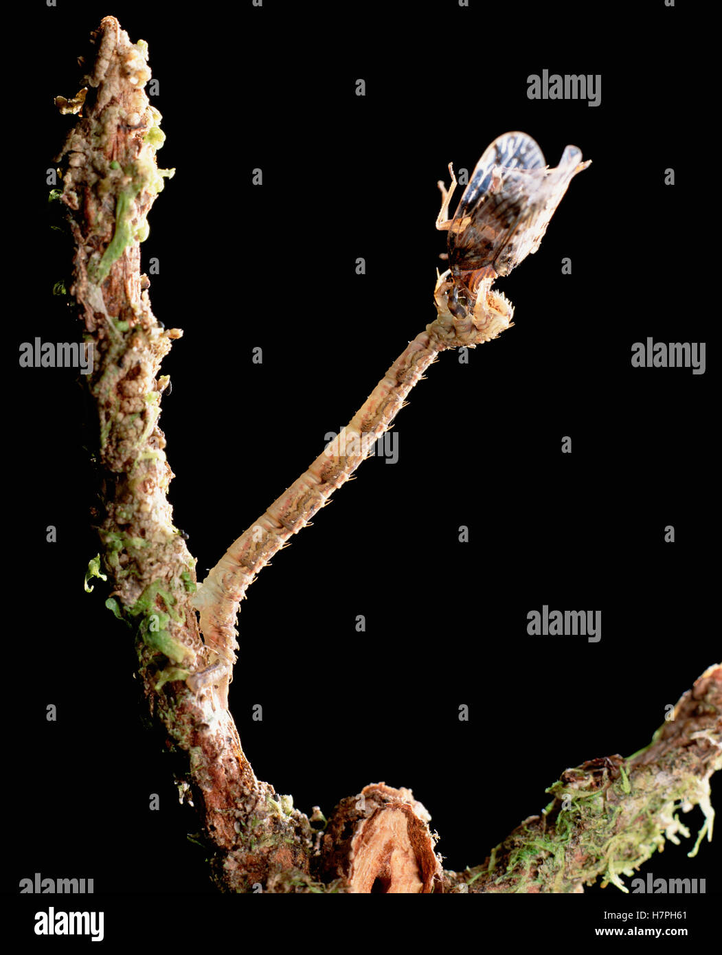 Measuring An Insect Measuring Worm (Eupithecia monticolens) with insect it has captured ...
