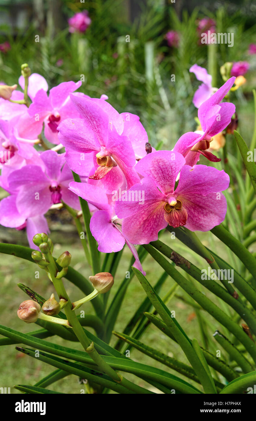 Pink Vanda orchids flower in the garden on green background Stock Photo