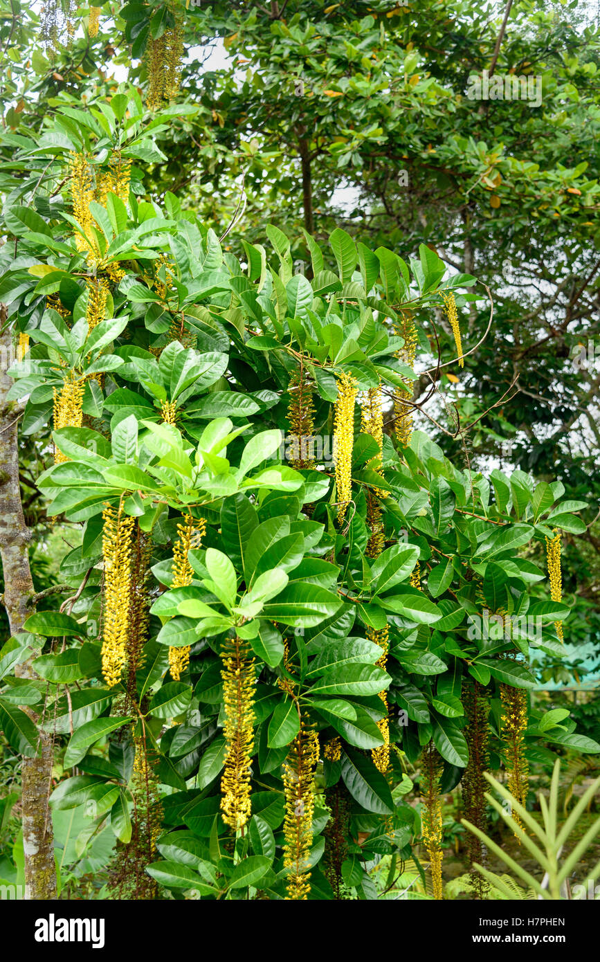 Lophanthera lactescens, Golden Chain Tree on the garden Stock Photo Alamy