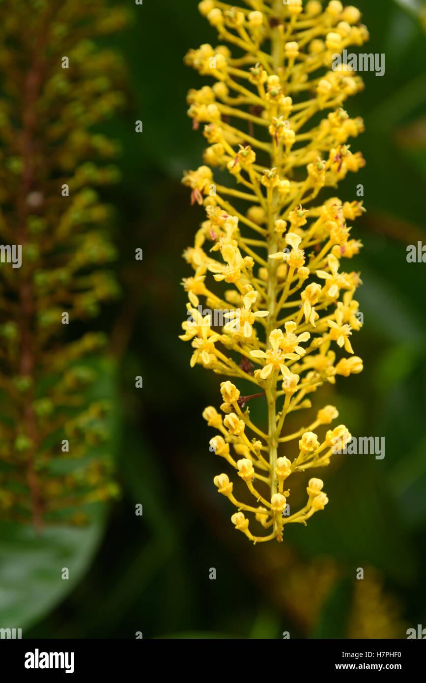 Lophanthera lactescens, Golden Chain Tree on the garden Stock Photo Alamy