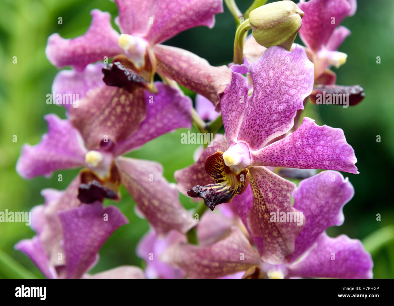 Pink orchids flower in the garden on green background Stock Photo