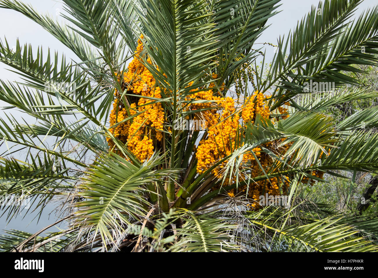 Palm tree fronds and palm nuts on palm tree in Big Bend National Park Texas Stock Photo