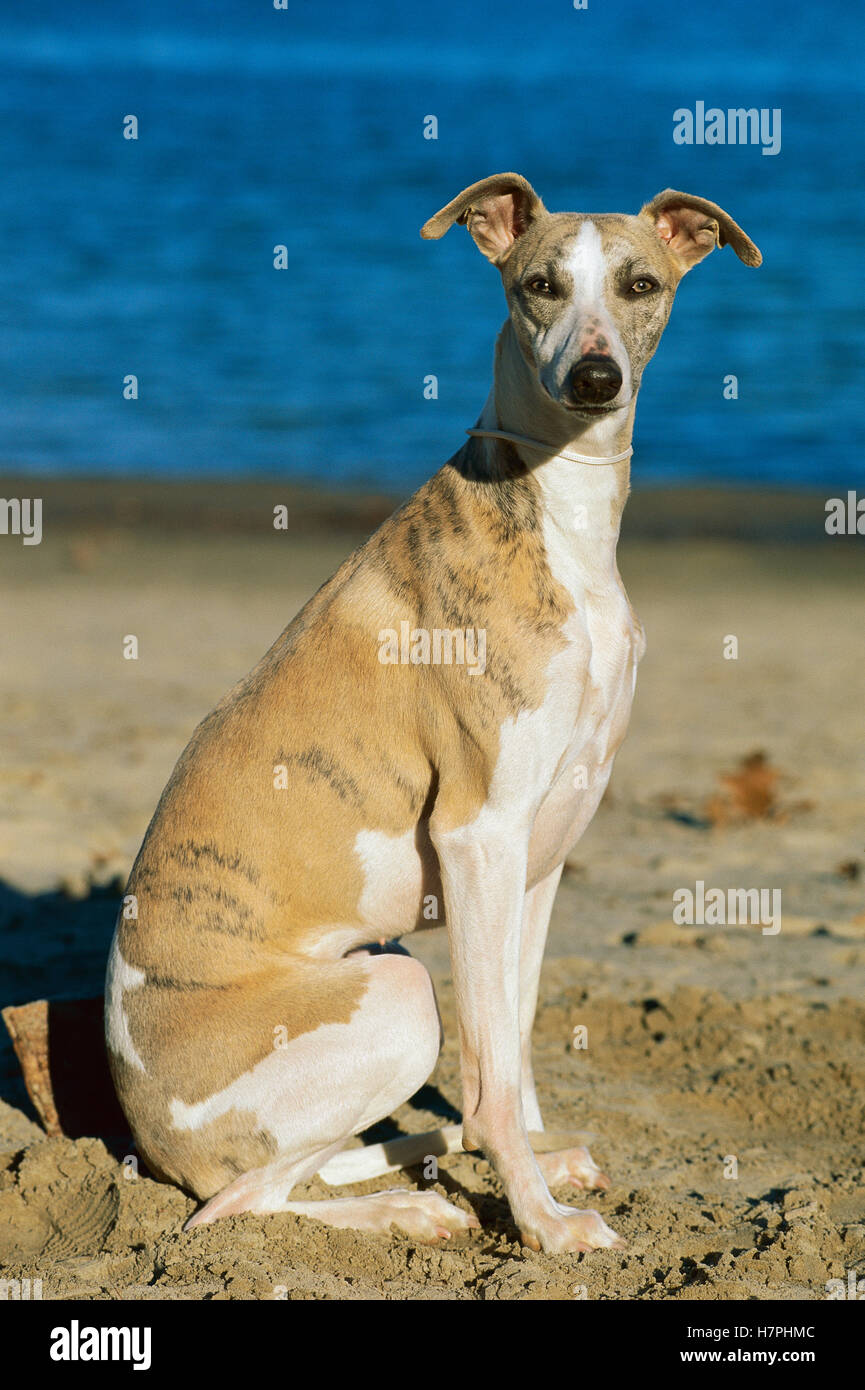 Whippet (Canis familiaris) portrait at beach Stock Photo - Alamy