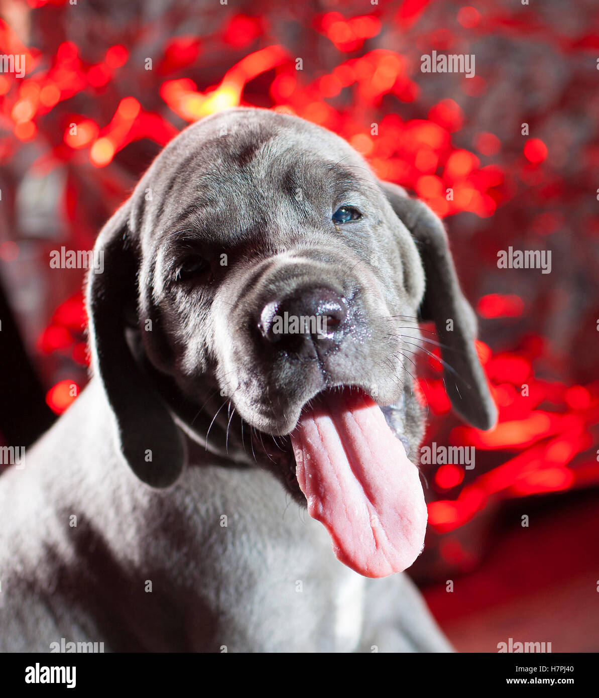 Great dane red best sale eyes