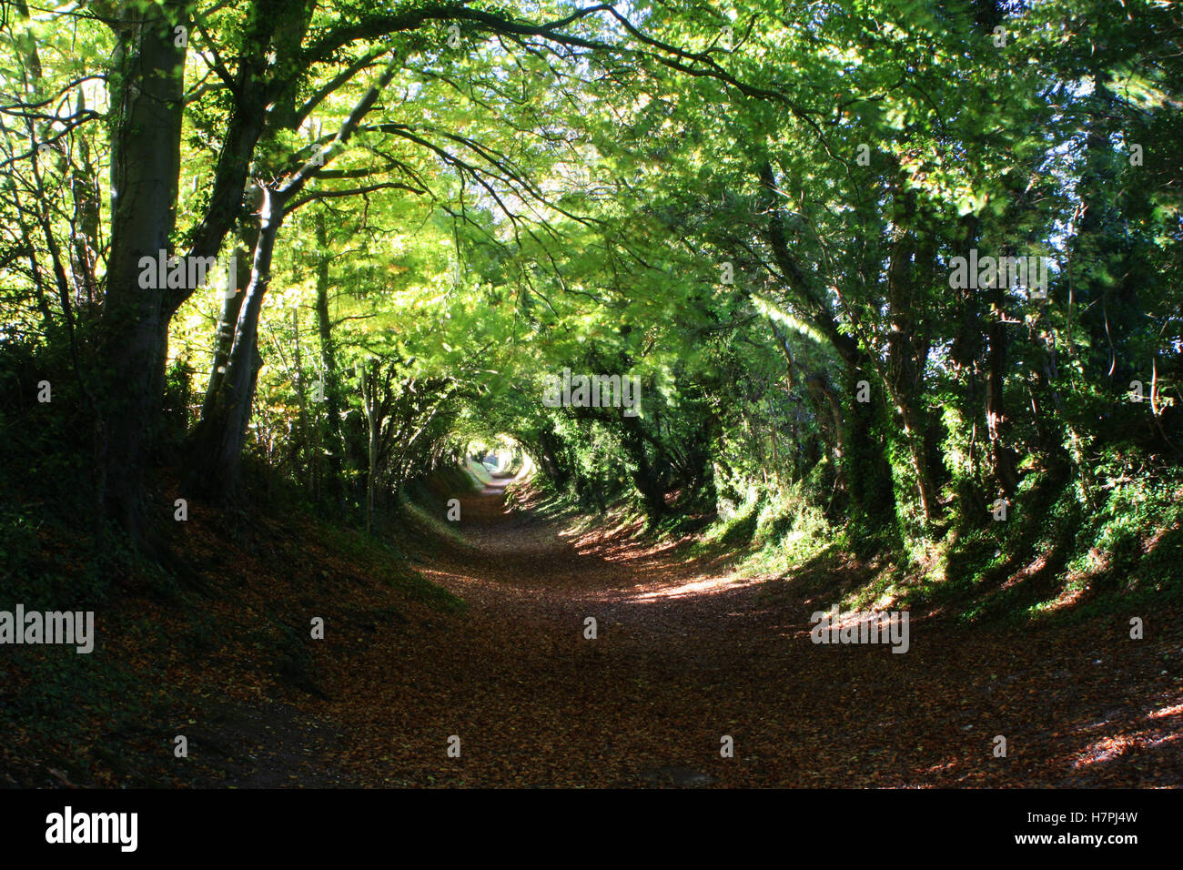 Tunnel of Trees Halnaker West Sussex Stock Photo Alamy