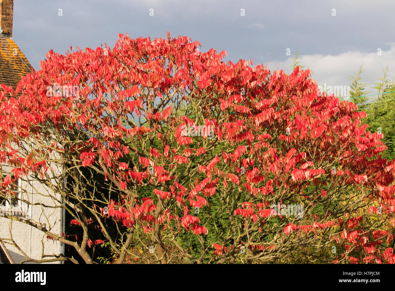 Sumach, Rhus typhina, tree with red leaves in Autumn. Worcestershire; UK Stock Photo