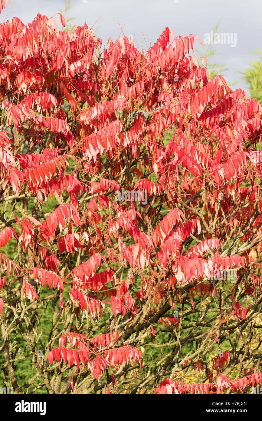 Sumach, Rhus typhina, with red leaves in Autumn. Worcestershire; UK Stock Photo