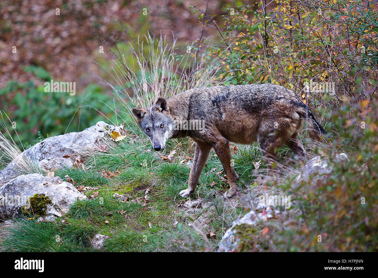 Apennine wolf, Canis lupus italicus. Typical of this exemplary wolf in the forests and in the Italian woods. Stock Photo