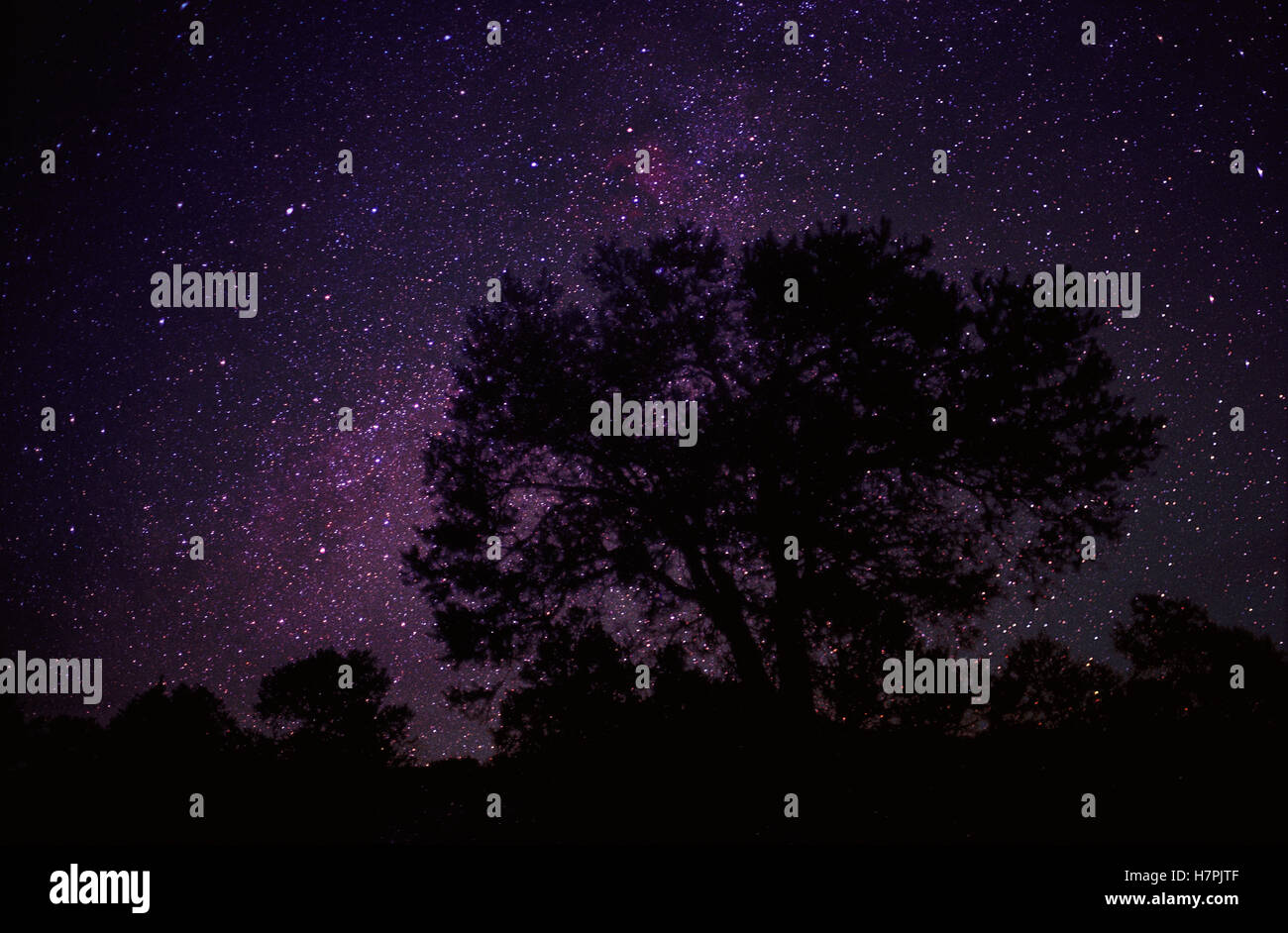 Starry sky with silhouetted Oak tree Stock Photo - Alamy