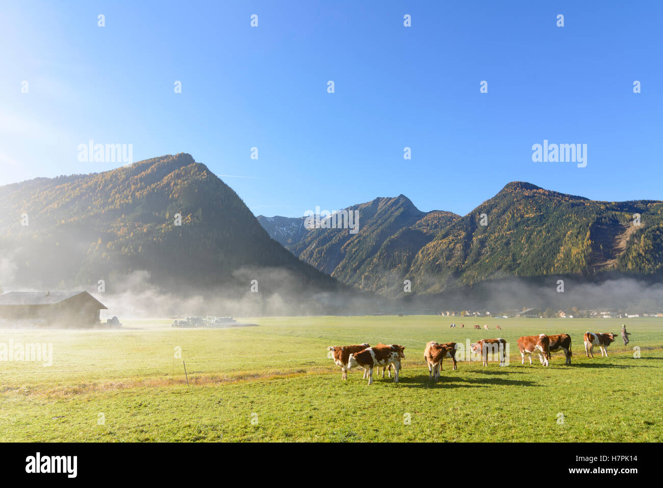 Neukirchen am Großvenediger: cows, houses, farmer, Salzach valley, mountain Hohe Tauern, morning mist, Pinzgau, Salzburg, Austri Stock Photo
