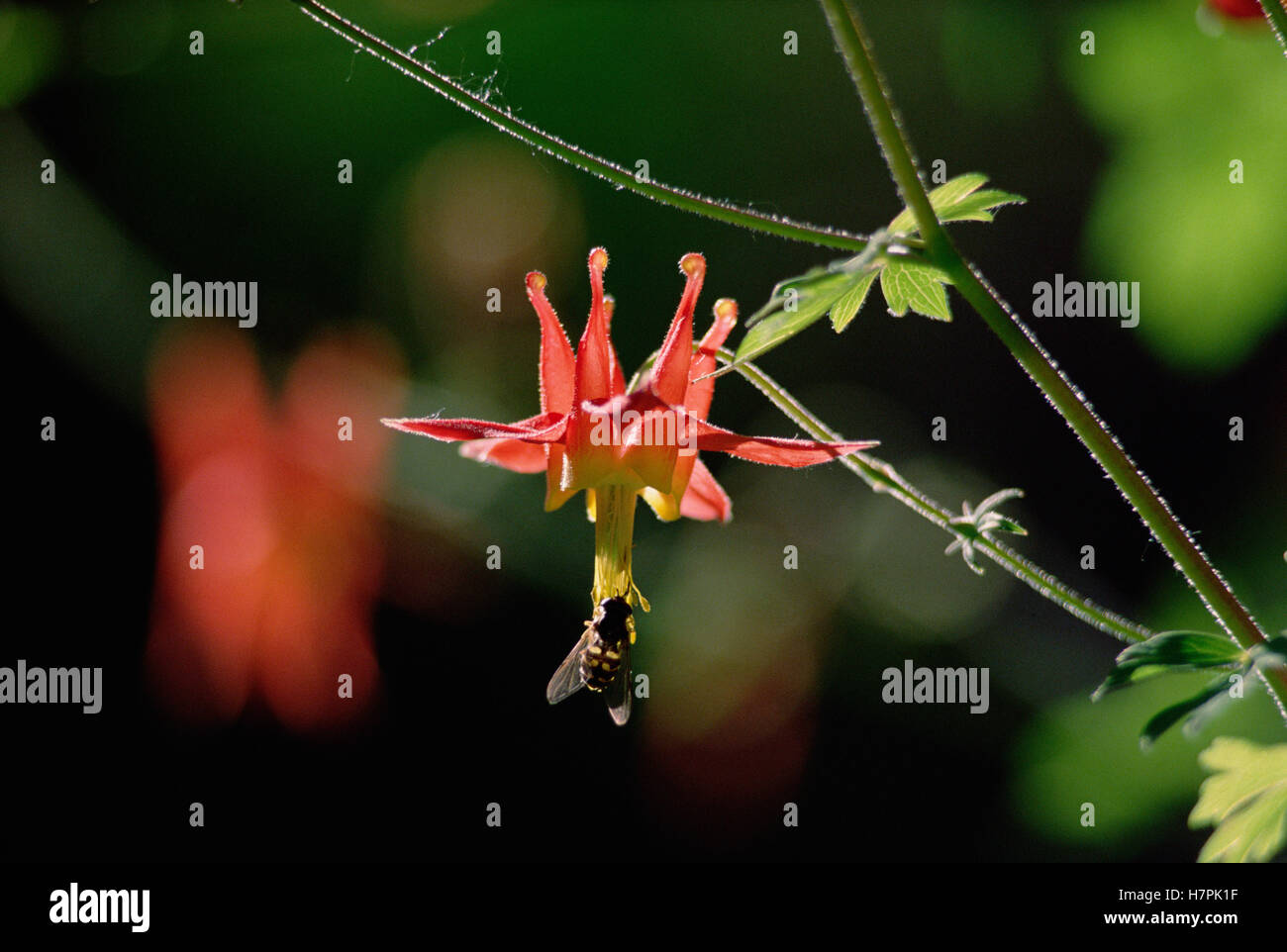 Wild Columbine (Aquilegia canadensis) and bee, Cascade Foothills, Washington Stock Photo Alamy