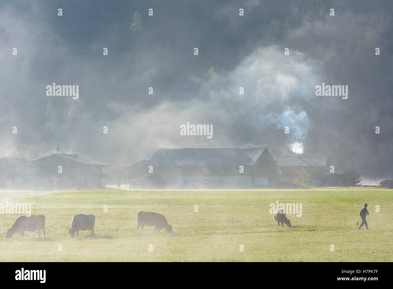 Neukirchen am Großvenediger: cows, houses, farmer, Salzach valley, mountain Hohe Tauern, morning mist, Pinzgau, Salzburg, Austri Stock Photo
