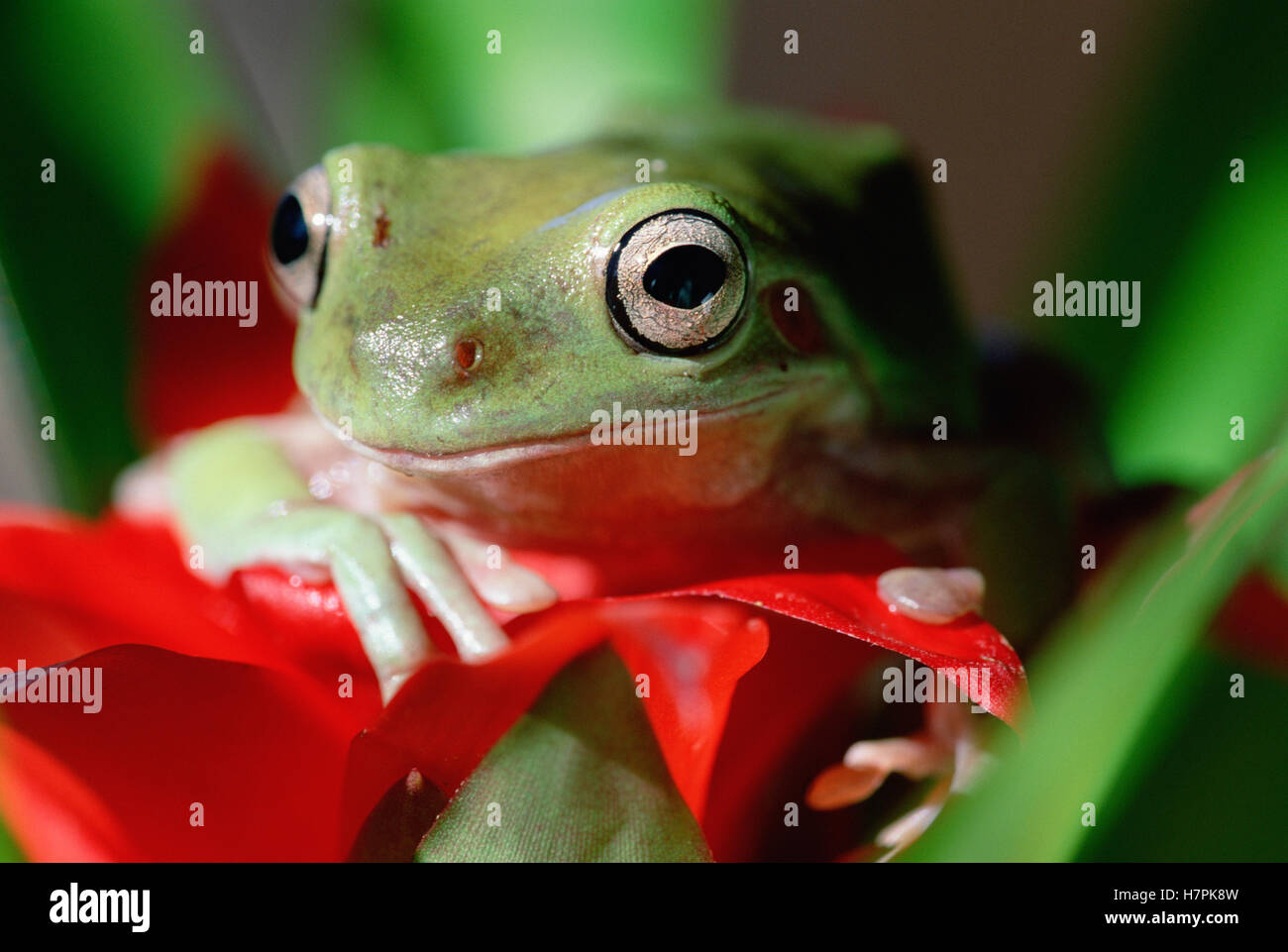 White's Tree Frog (Litoria caerulea) portrait, North America Stock