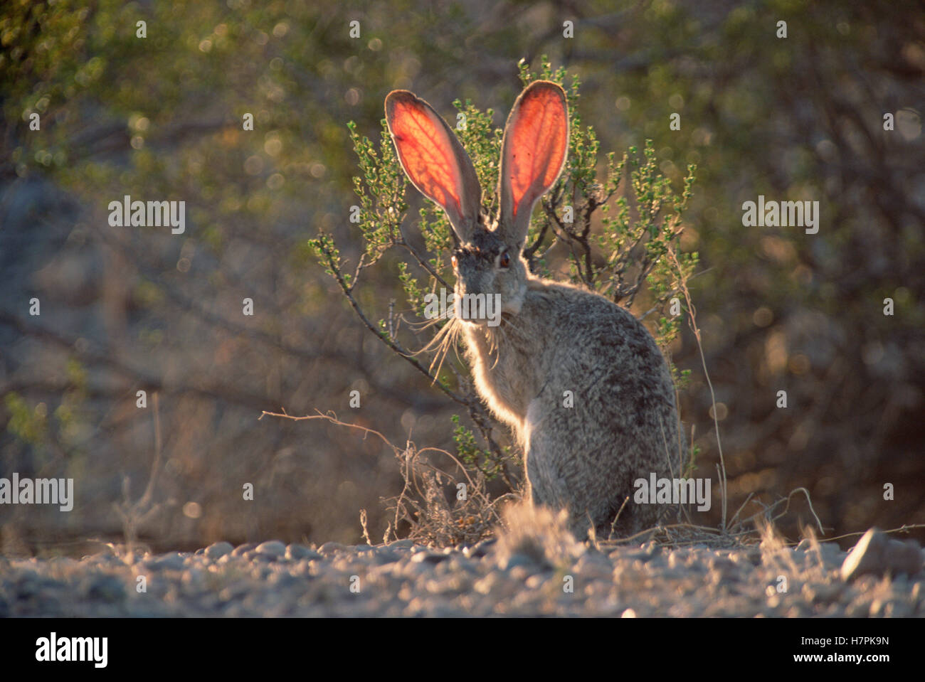 Black-tailed Jackrabbit (Lepus californicus) western North America ...