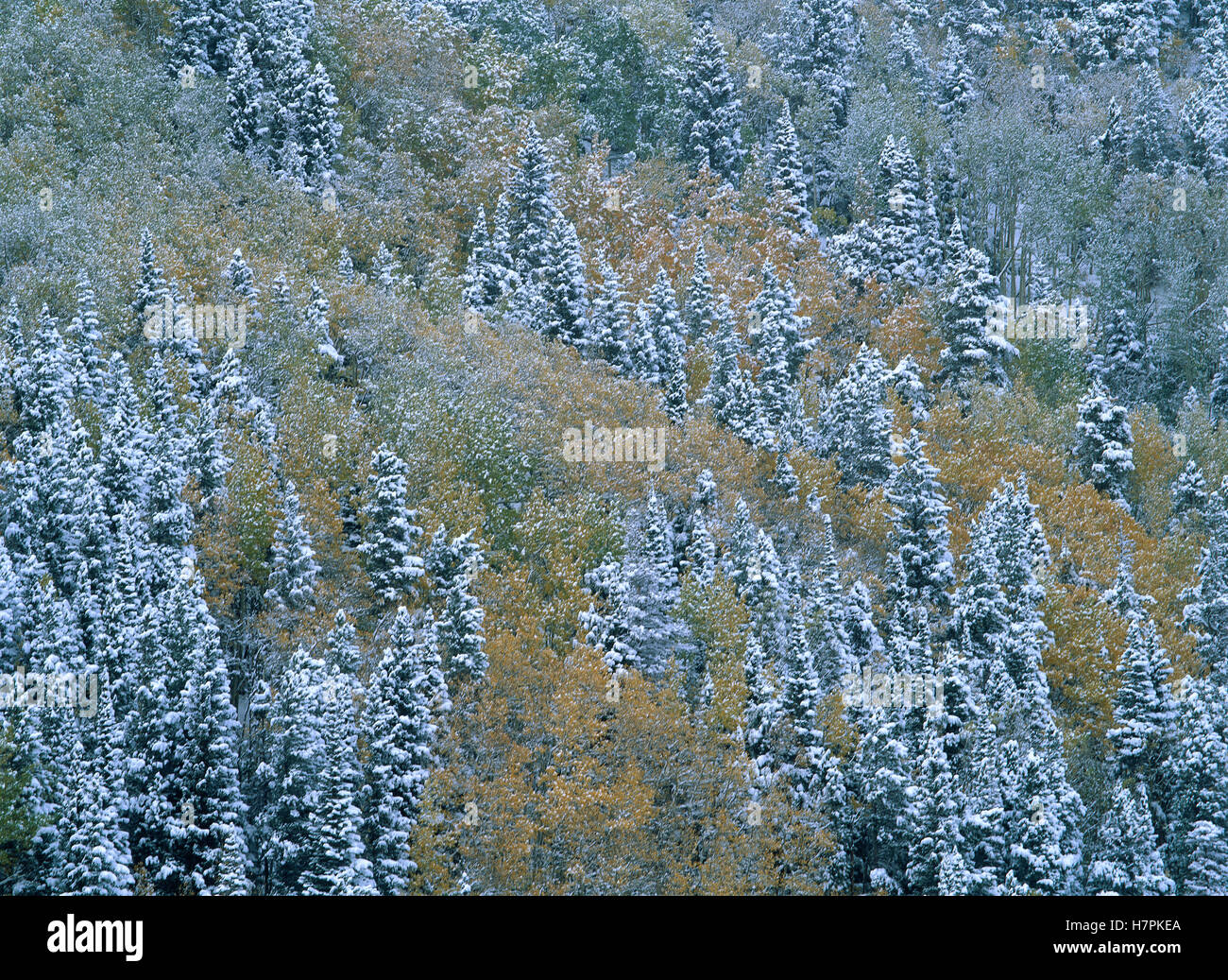 Quaking Aspen (Populus tremuloides) and Spruce (Picea sp) forest with ...