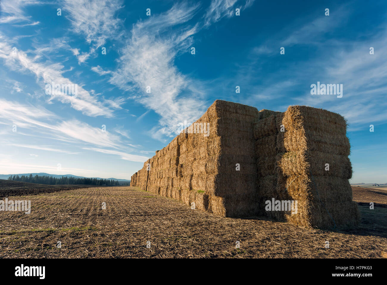 A large stack of hay bales in north Idaho near Worley Stock Photo Alamy