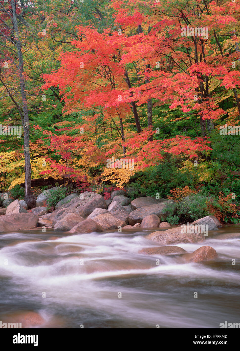 Autumn along Swift River, White Mountains National Forest, New ...