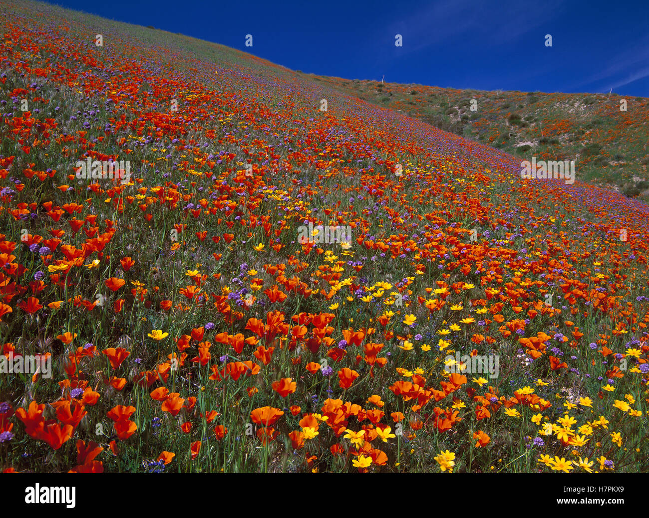 California Poppy (Eschscholzia californica), Eriophyllum (Eriophyllum ...