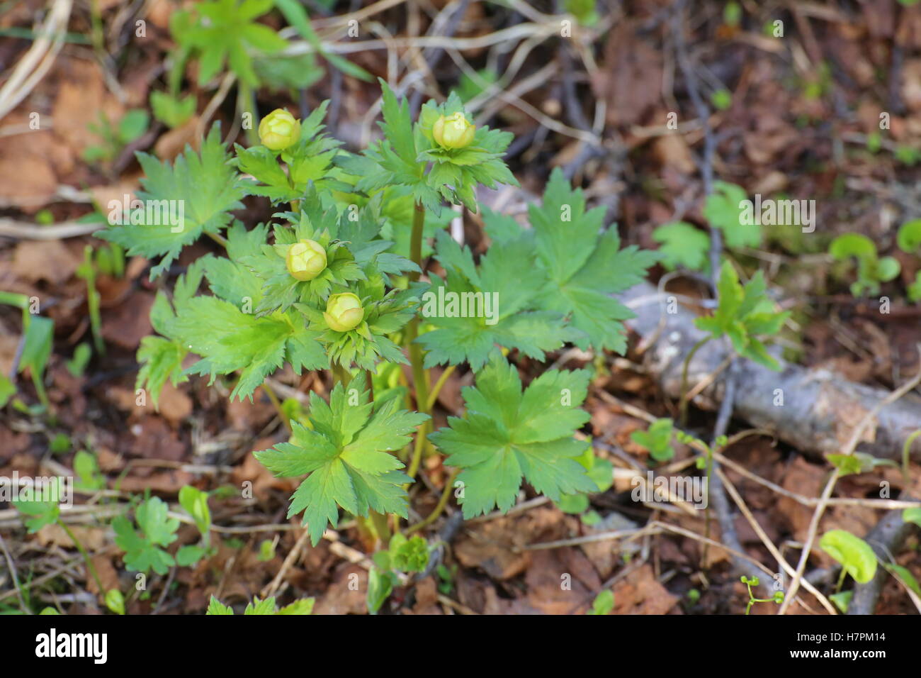 Trollius europaeus (globeflower) in early blossoming stage. Stock Photo