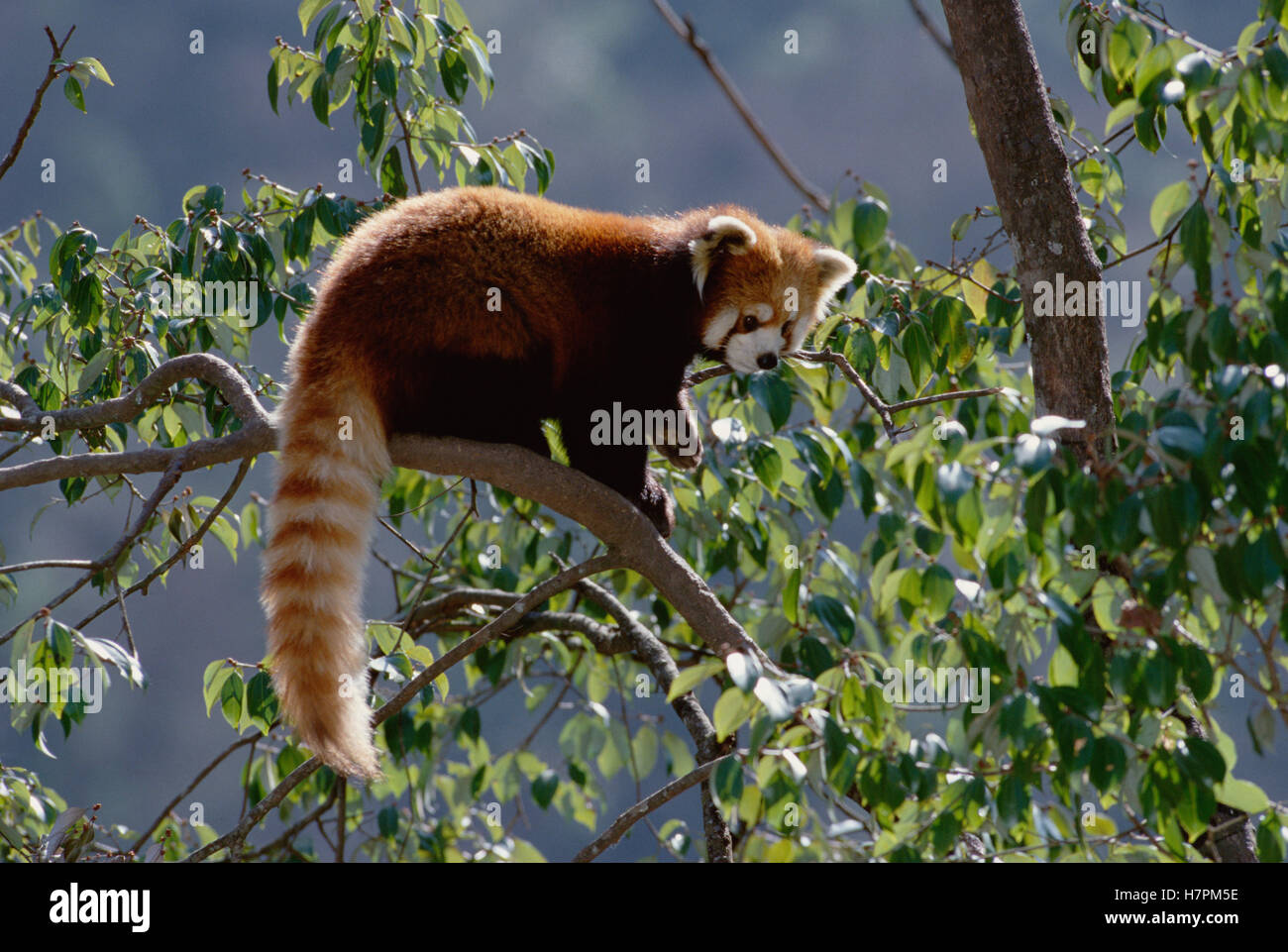 Lesser Panda (Ailurus fulgens) climbing in tree, China Stock Photo - Alamy