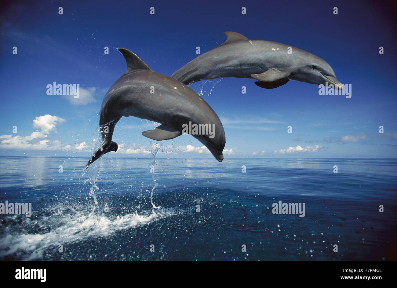 Bottlenose Dolphin (Tursiops truncatus) pair jumping, Caribbean Stock Photo