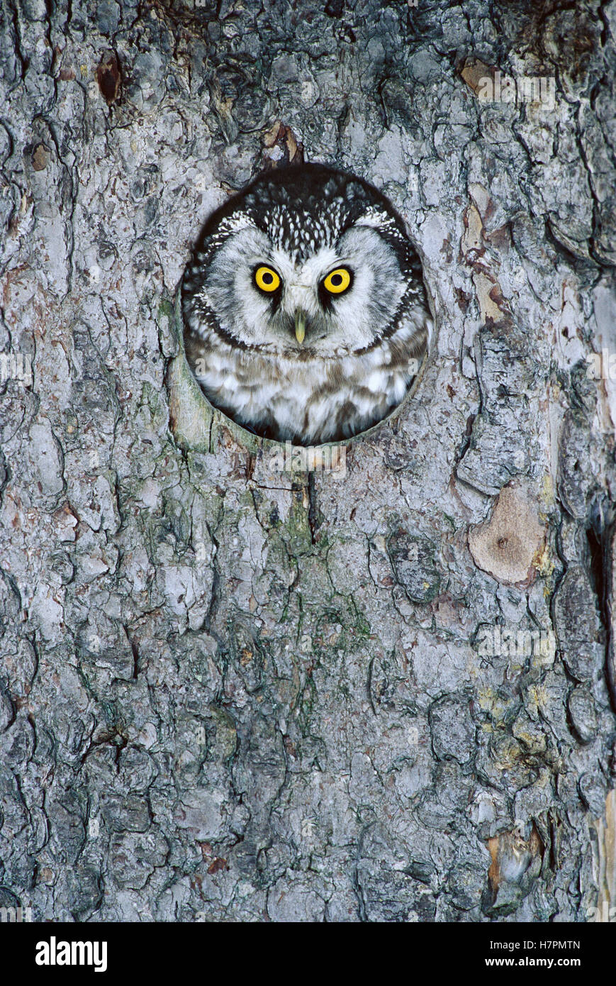 Boreal Owl (Aegolius funereus) in nest cavity, Sweden Stock Photo