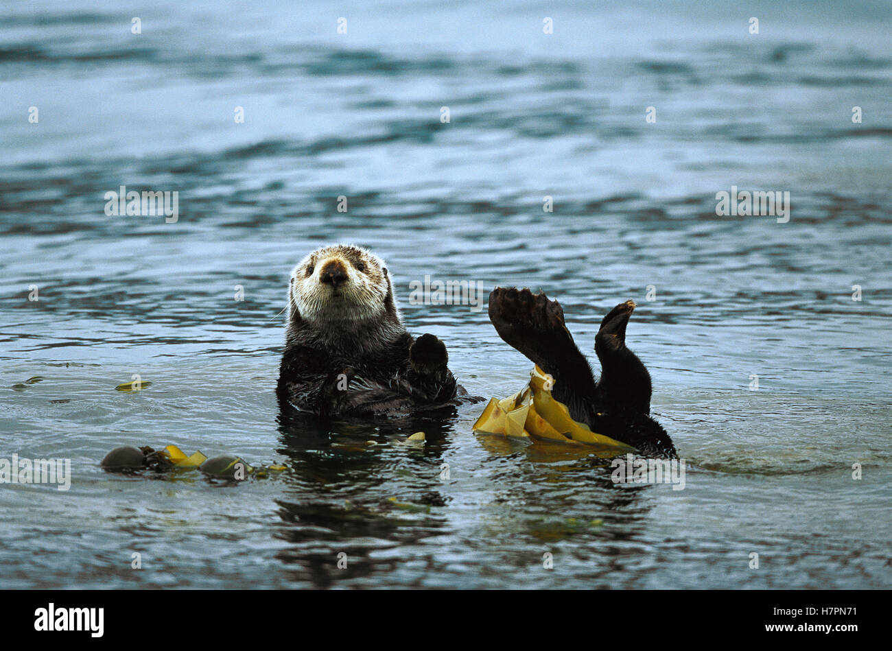 Sea Otter Enhydra Lutris Wrapped In Kelp Alaska Stock Photo Alamy