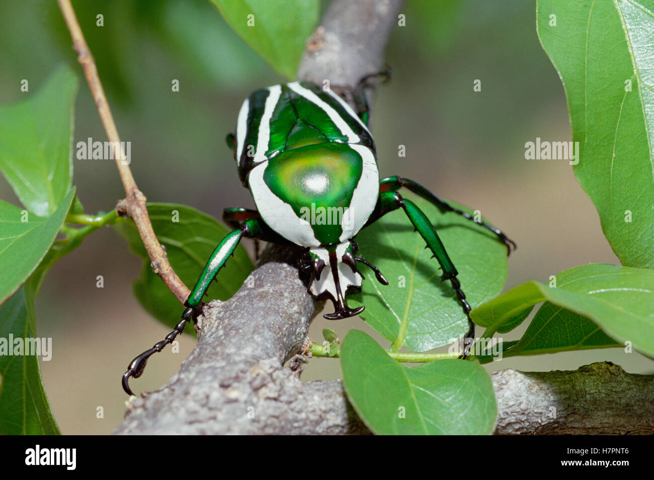 Emerald Fruit Chafer Beetle (Dicronorrhina derbyana) on branch among