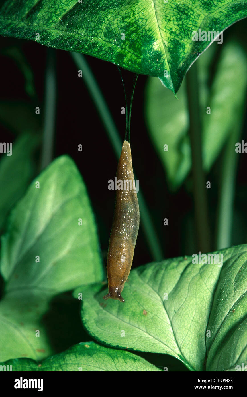 Grey garden slug deroceras reticulatum hi-res stock photography and ...