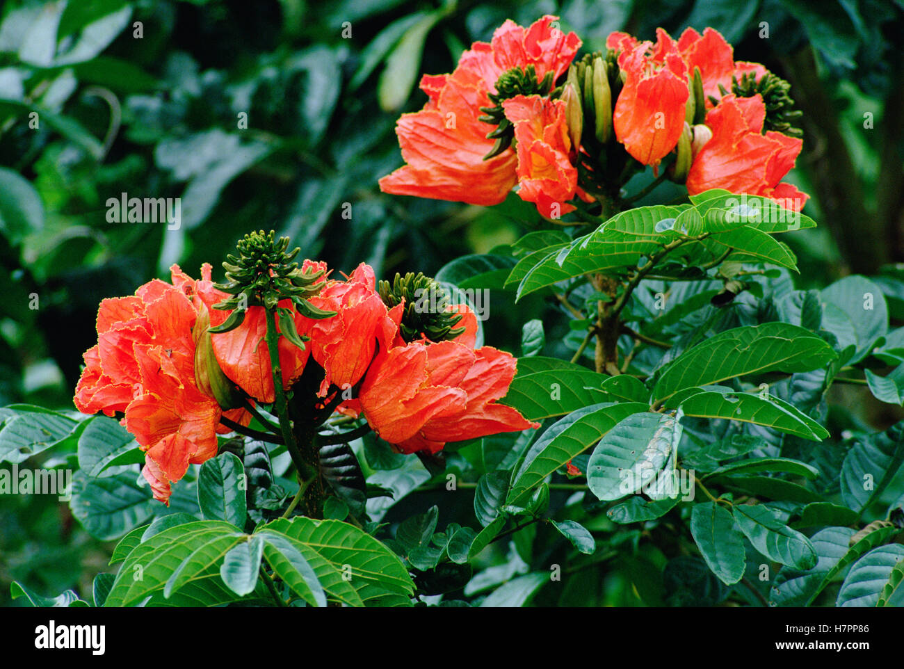 African Tulip Tree (Spathodea campanulata), blossoms, El Yunque