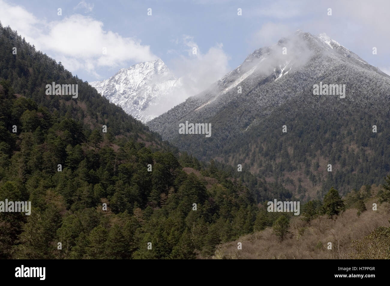 Giant Panda (Ailuropoda melanoleuca) release site for Xiang Xiang
