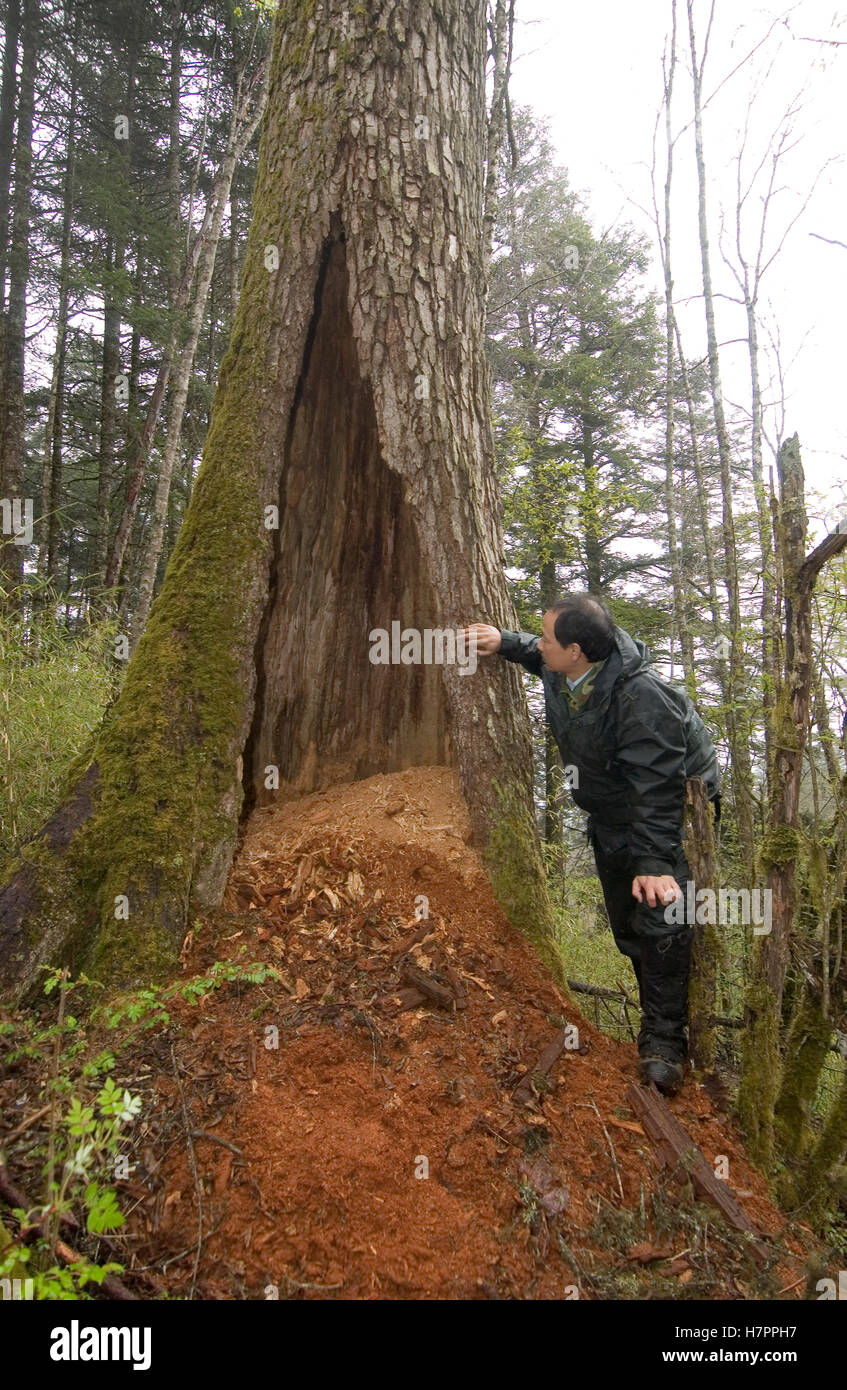 Giant Panda (Ailuropoda melanoleuca) researcher Huang Jinyan checking