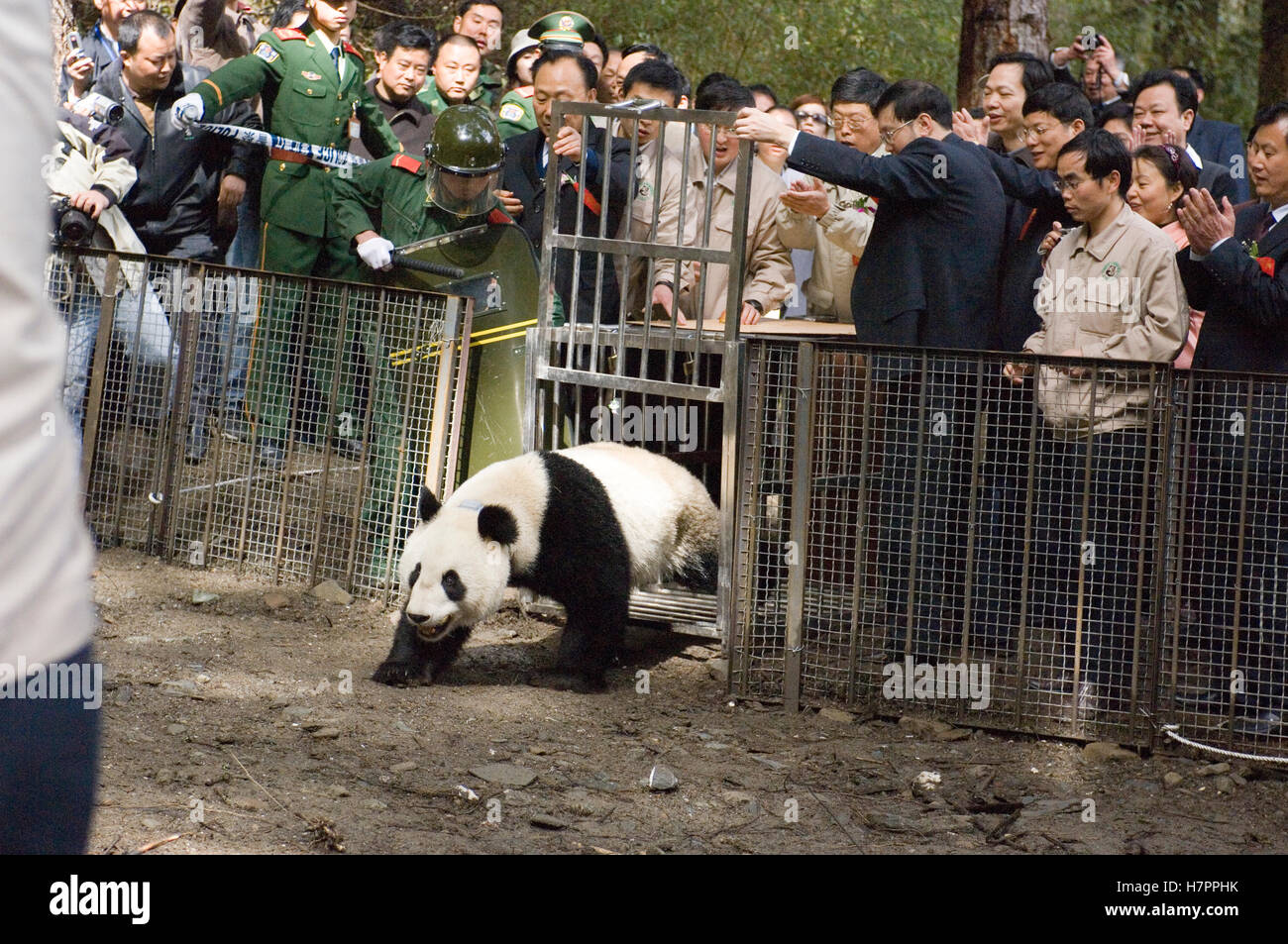 Giant Panda (Ailuropoda melanoleuca) Xiang Xiang's release into the ...
