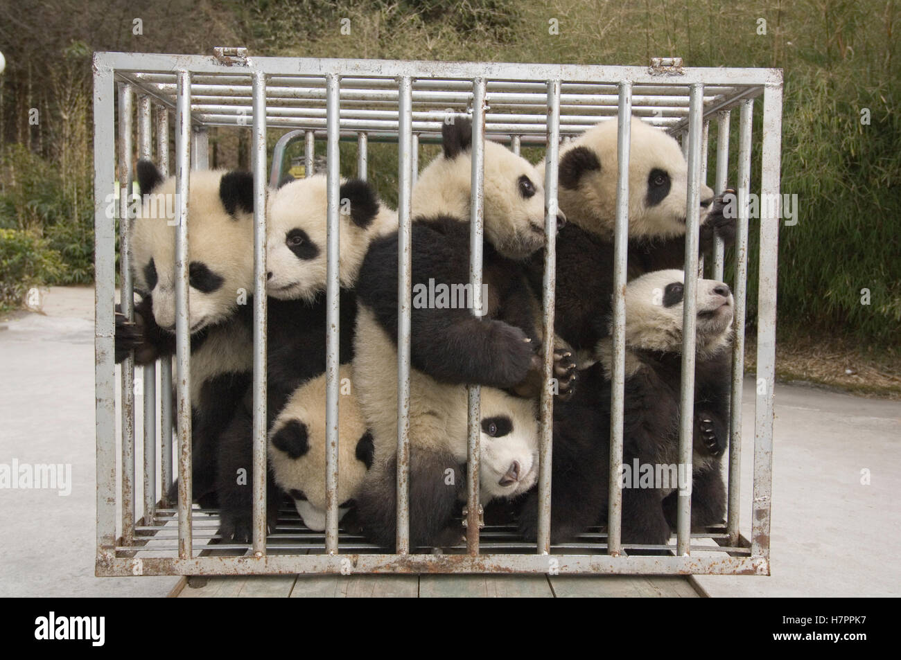 Giant Panda (Ailuropoda melanoleuca) seven cubs in moving cage going ...