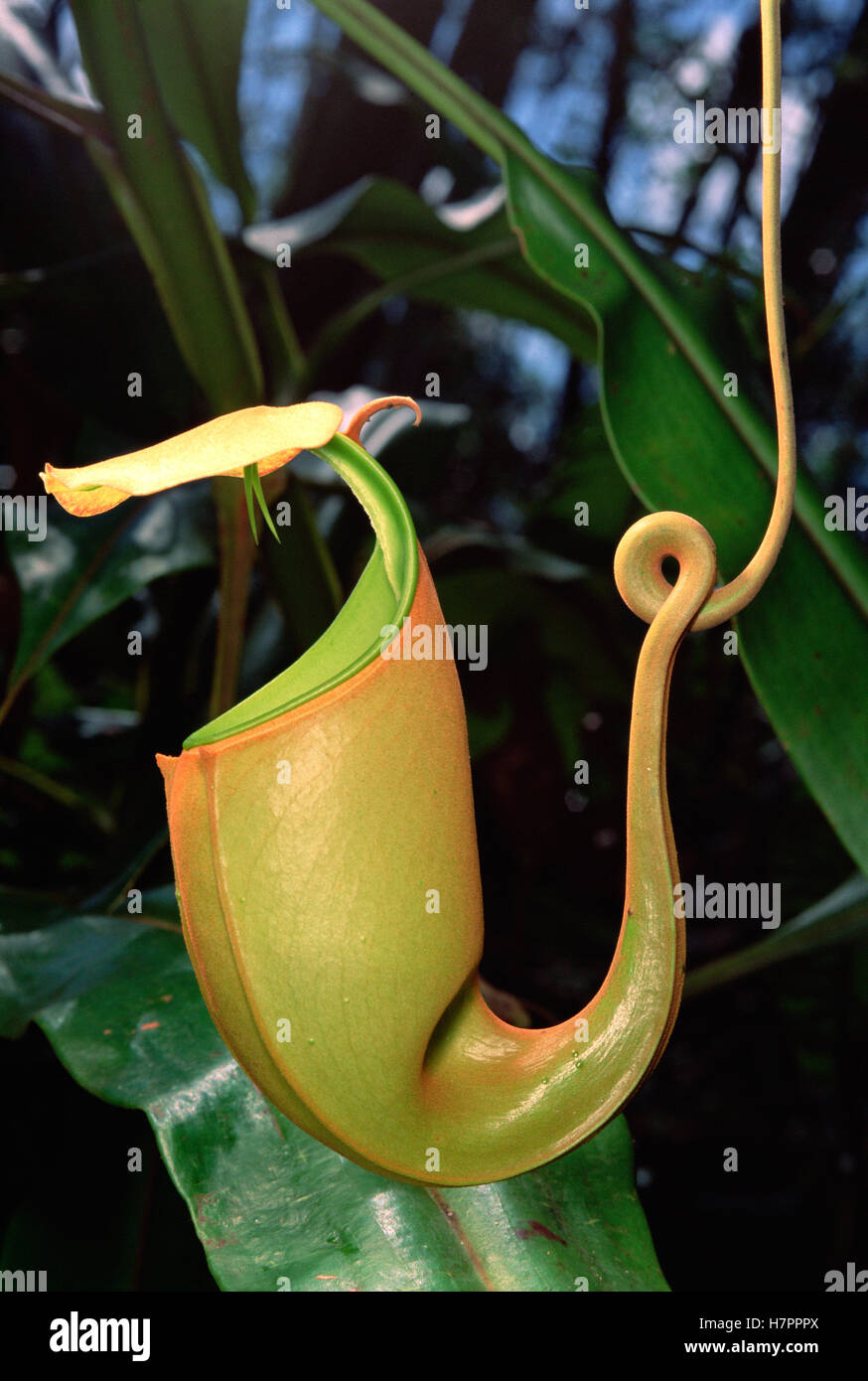 Pitcher Plant (Nepenthes Bicalcarata) Traps Insects In Fluid Filled Cup ...