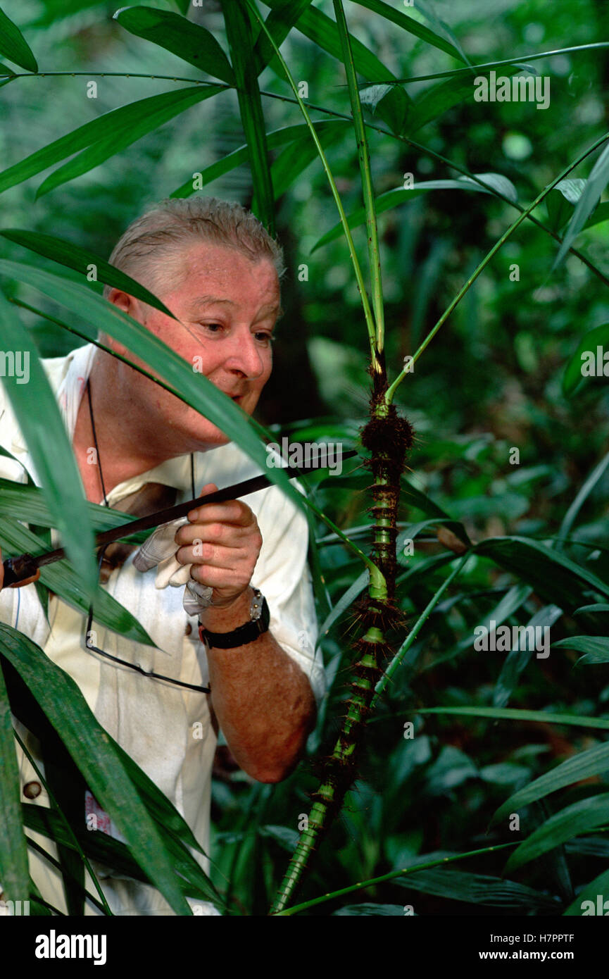 Rattan Palm (Calamus rotang) probed by entomologist Paddy Murphy to ...