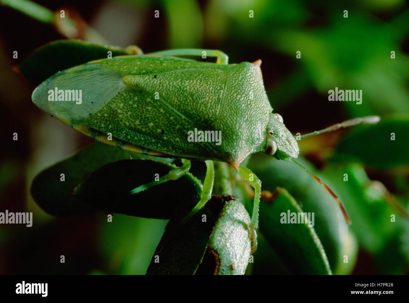 Creosote Bush (Larrea tridentata) with Stink Bug Stock Photo - Alamy