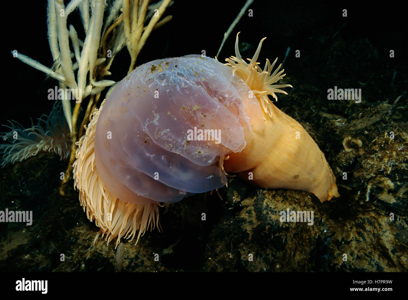 Sea Anemone (Urticinopsis antarctica) pair attach and feed on a Jelly or Medusa, Antarctica Stock Photo