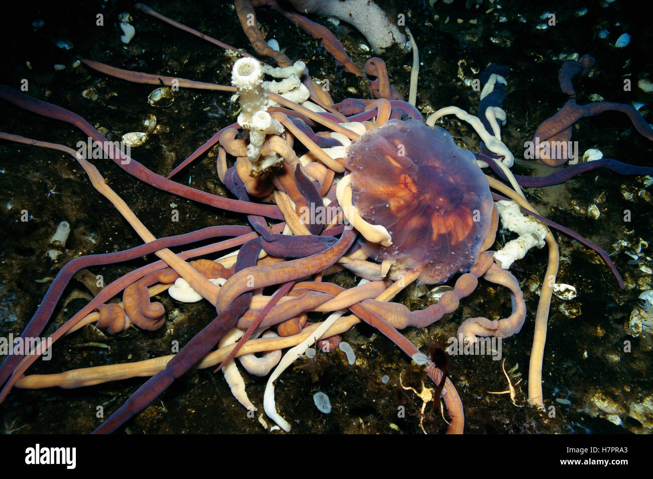 Proboscis Worm (Parborlasia corrugatus) group attack and feed on jelly