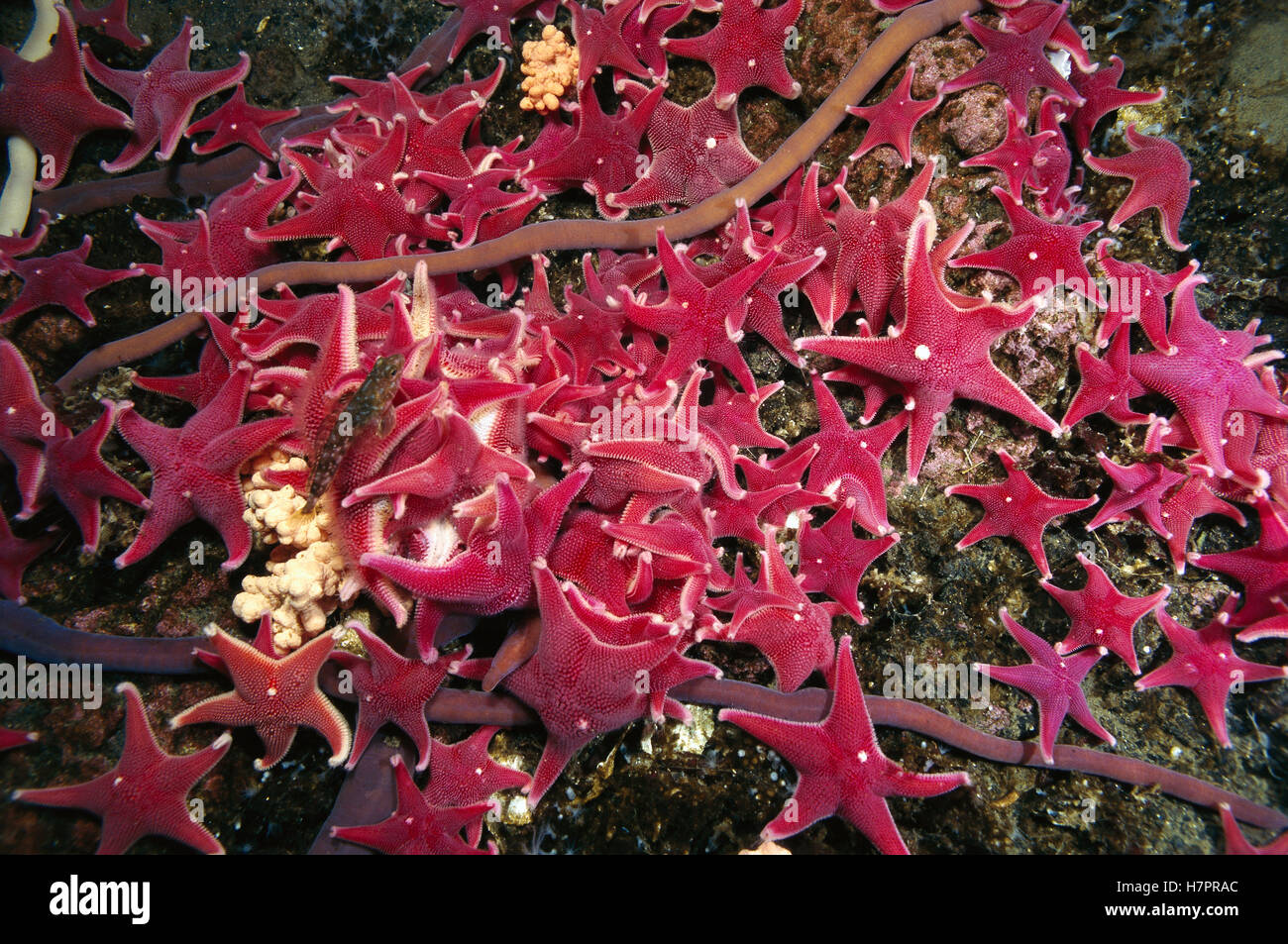 Proboscis Worm (Parborlasia corrugatus) group and Sea Stars (Odontaster