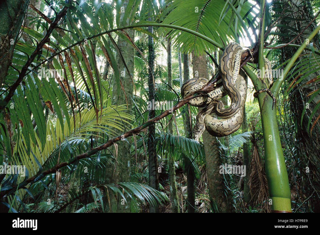 Python, rainforest, Queensland, Australia Stock Photo - Alamy